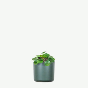 Peperomia Lemon Lime